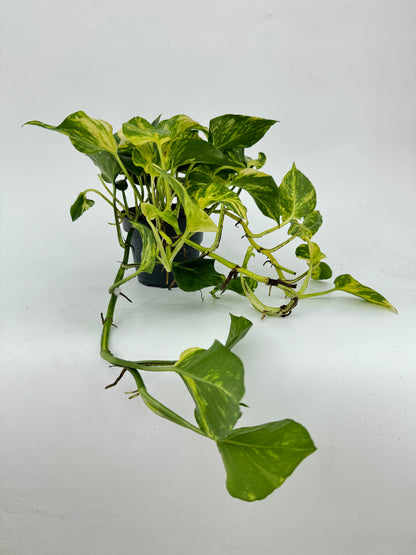 פוטוס אנגוי גולד עציץ קוטר 12 ס״מ