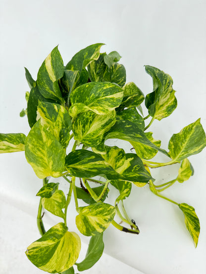 פוטוס אנגוי גולד עציץ קוטר 12 ס״מ