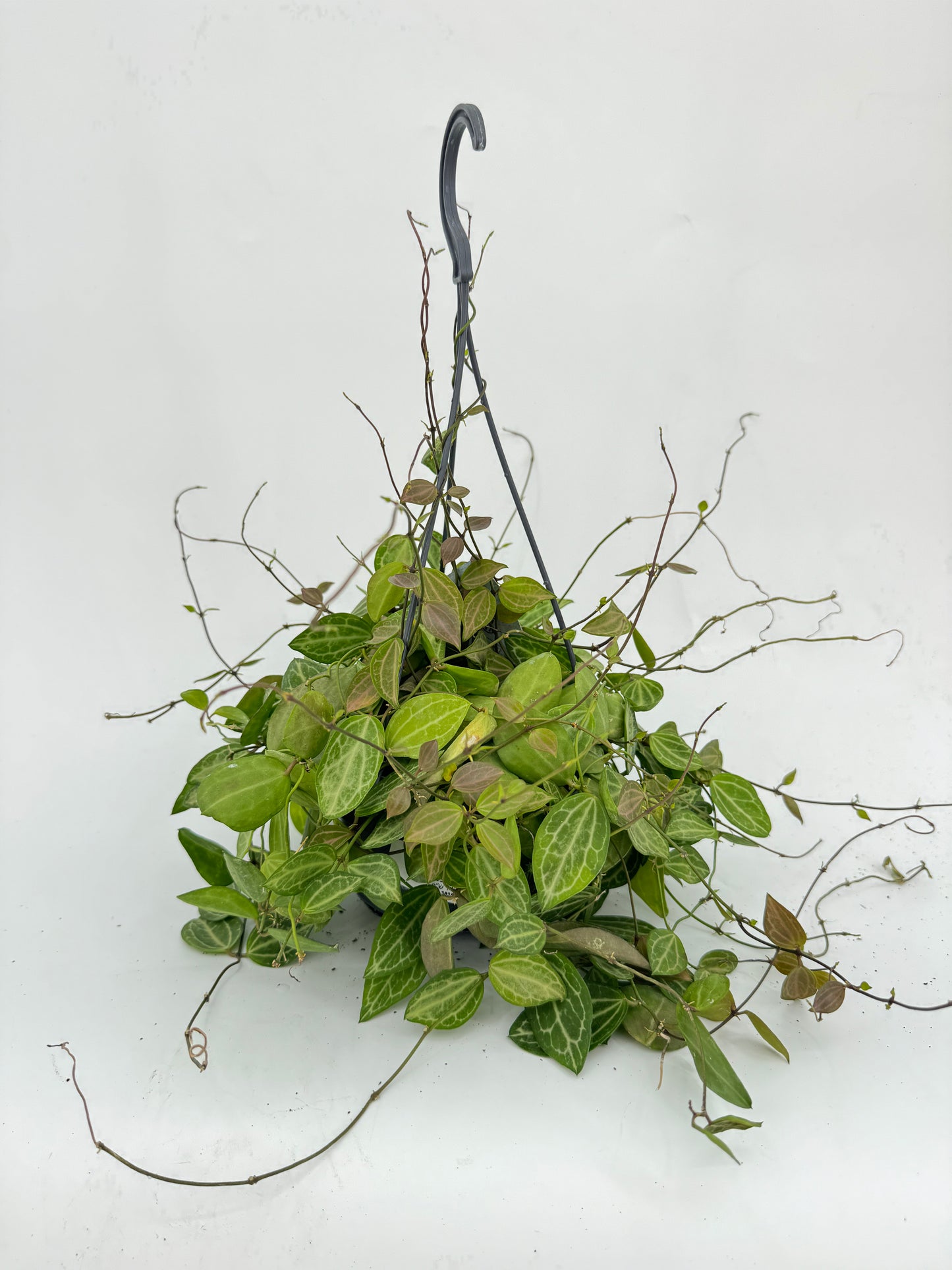 דישידיה אובטה עציץ קוטר 12 ס״מ