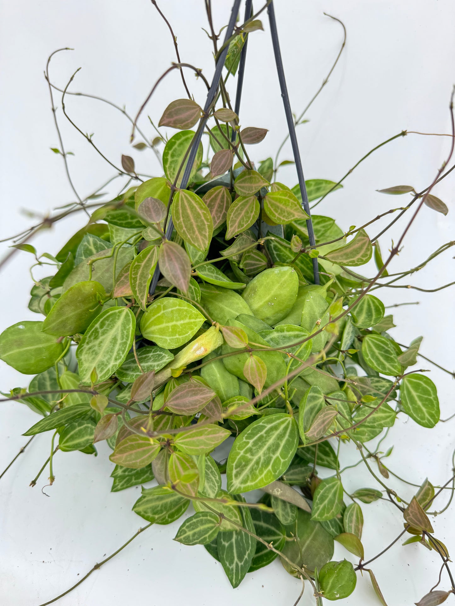 דישידיה אובטה עציץ קוטר 12 ס״מ