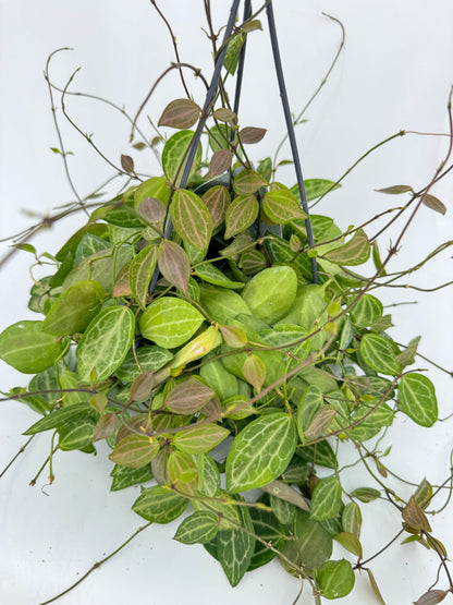 דישידיה אובטה עציץ קוטר 12 ס״מ