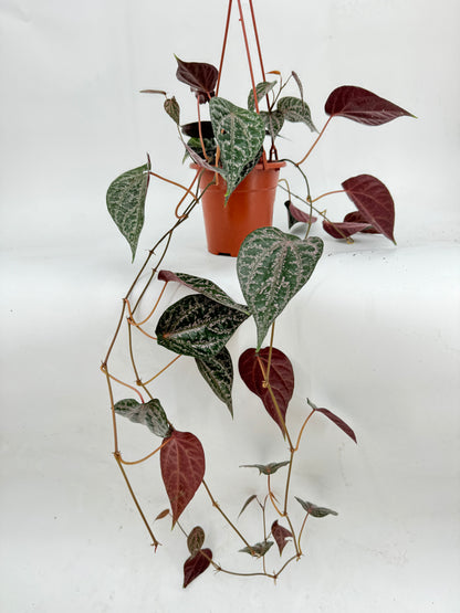 פייפר עציץ קוטר 15 ס״מ