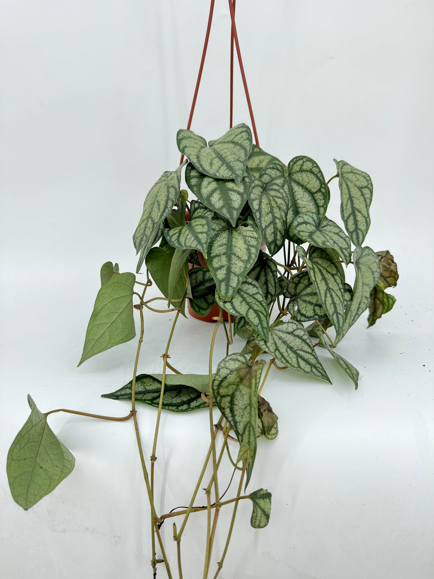 פייפר סילבר עציץ קוטר 15 ס״מ