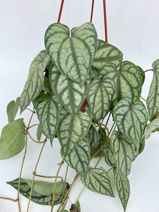 פייפר סילבר עציץ קוטר 15 ס״מ