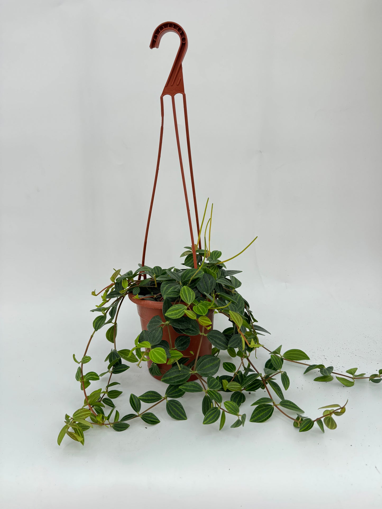 פפרומיה אנגולטה עציץ קוטר 15 ס״מ