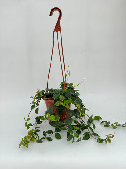 פפרומיה אנגולטה עציץ קוטר 15 ס״מ