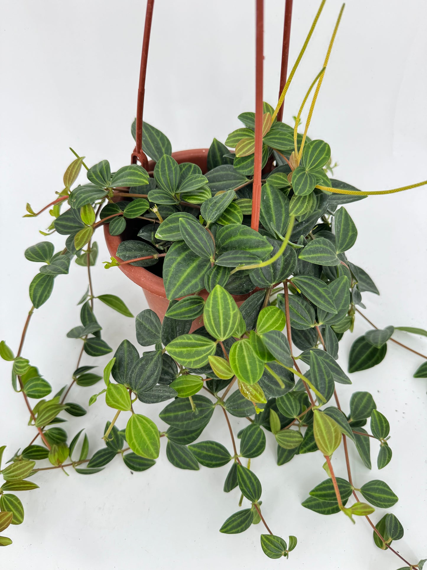 פפרומיה אנגולטה עציץ קוטר 15 ס״מ