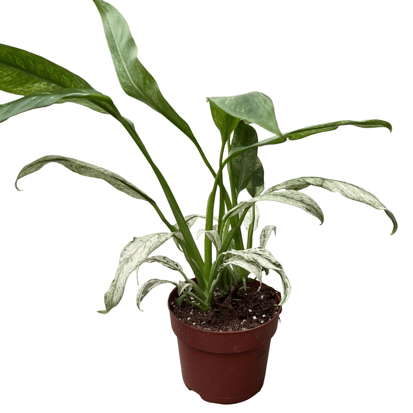 אפיפ גיגאנטום מרבל