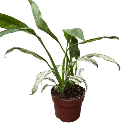 אפיפ גיגאנטום מרבל