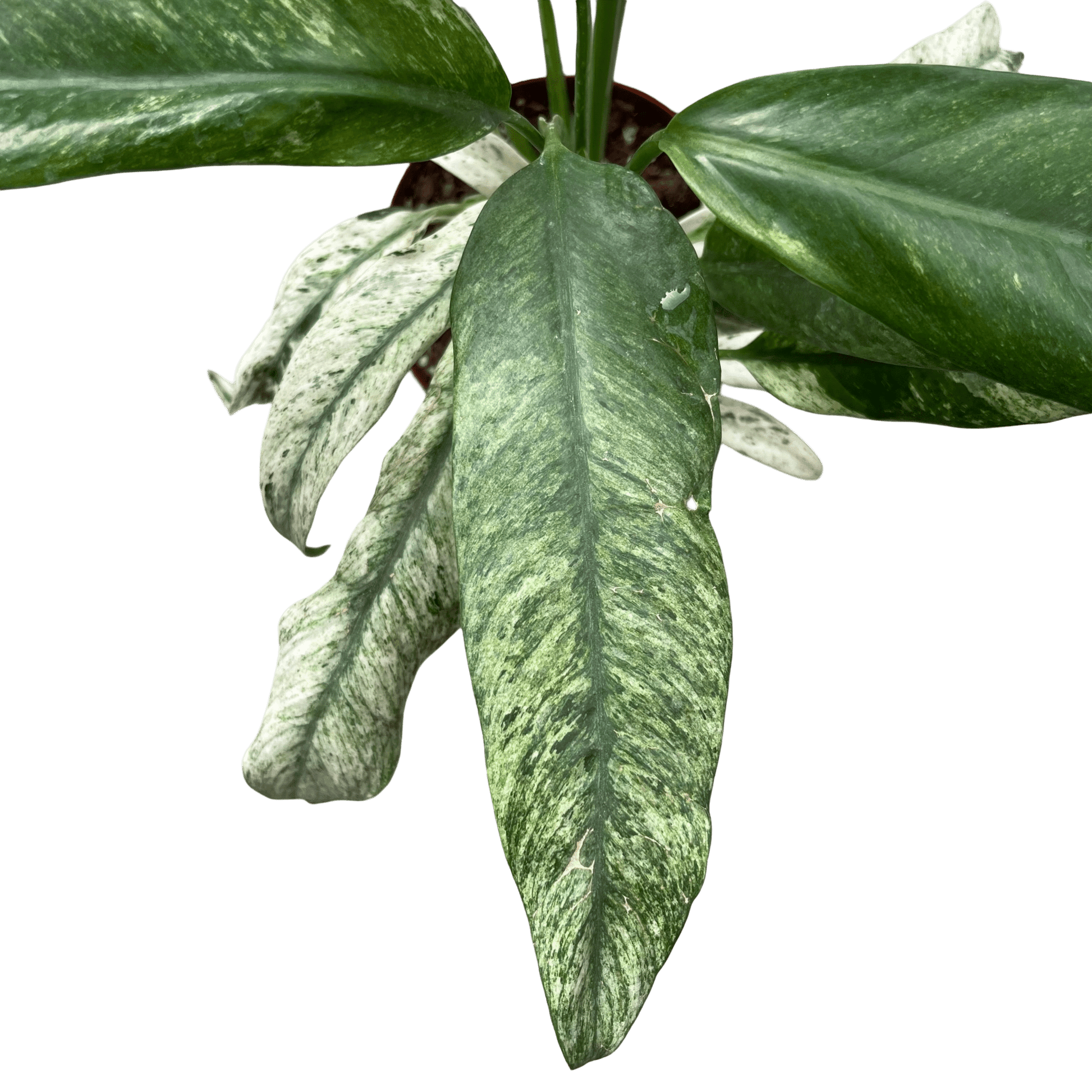 אפיפ גיגאנטום מרבל - רוטין (ירוק במרפסת לשעבר)