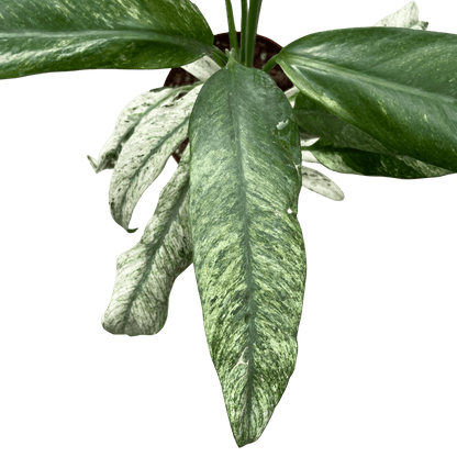 אפיפ גיגאנטום מרבל - רוטין (ירוק במרפסת לשעבר)