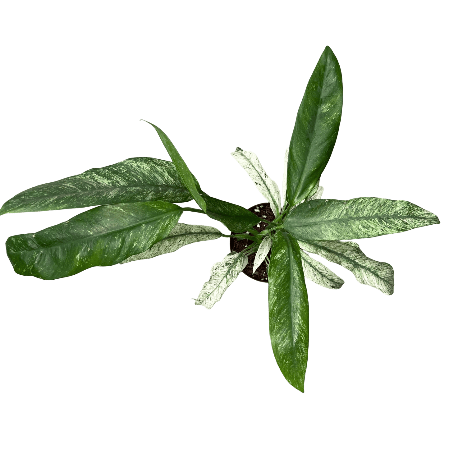 אפיפ גיגאנטום מרבל - רוטין (ירוק במרפסת לשעבר)