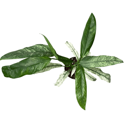 אפיפ גיגאנטום מרבל - רוטין (ירוק במרפסת לשעבר)