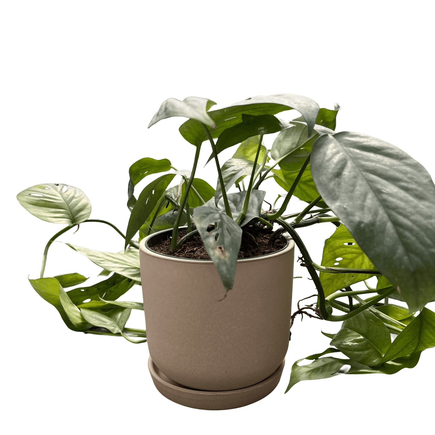 אפיפרמנום סבו בלו בינוני - רוטין (ירוק במרפסת לשעבר)