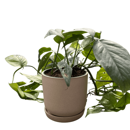 אפיפרמנום סבו בלו בינוני - רוטין (ירוק במרפסת לשעבר)