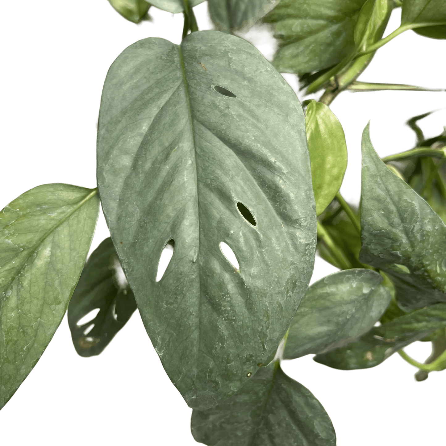 אפיפרמנום סבו בלו בינוני - רוטין (ירוק במרפסת לשעבר)