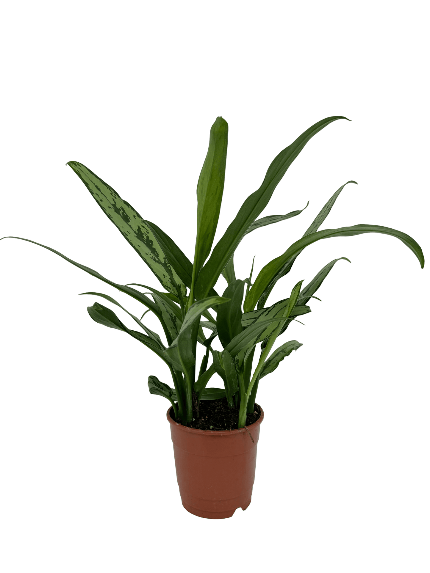 אגלונמה עלה צר - רוטין (ירוק במרפסת לשעבר)