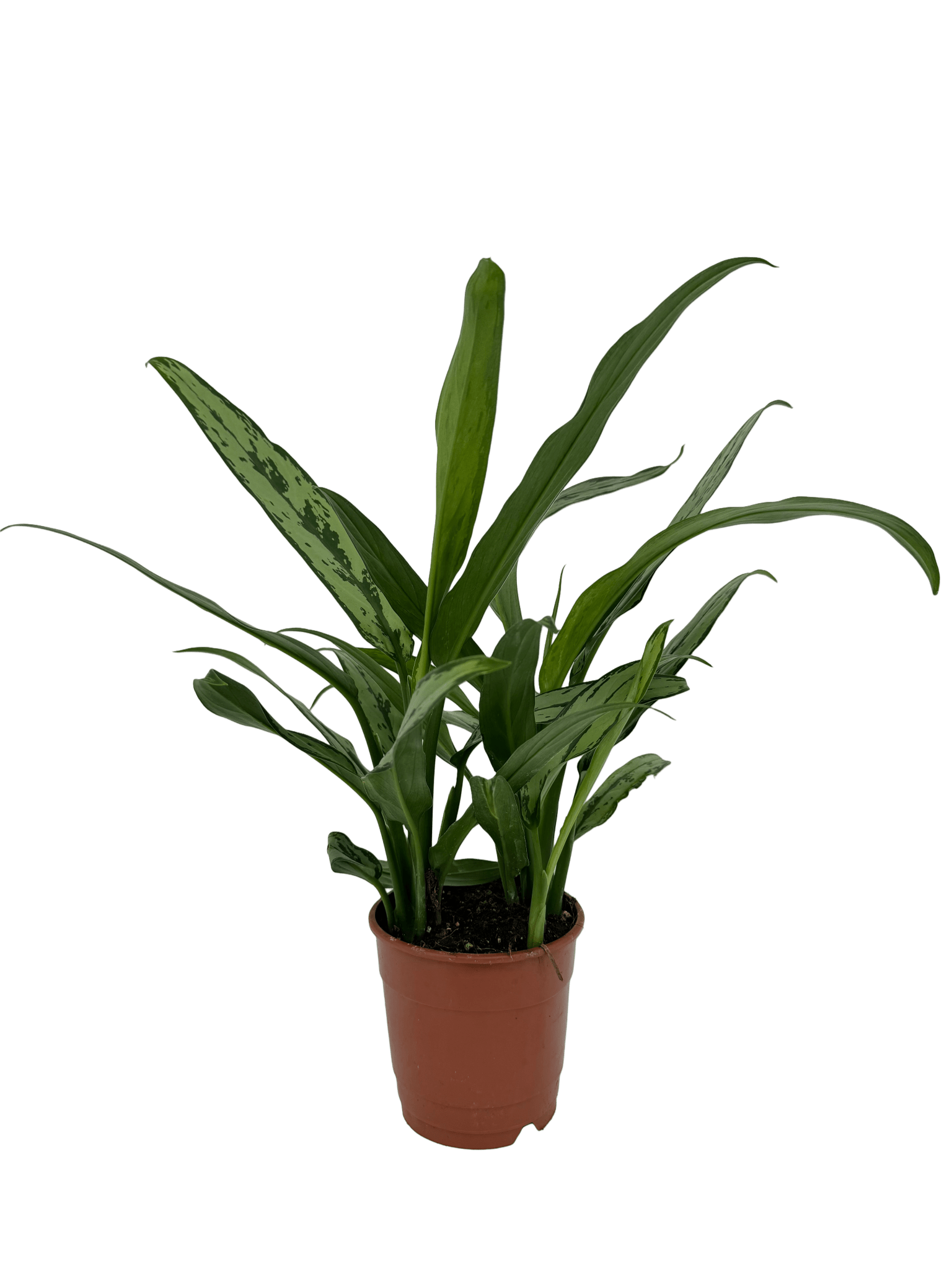 אגלונמה עלה צר - רוטין (ירוק במרפסת לשעבר)