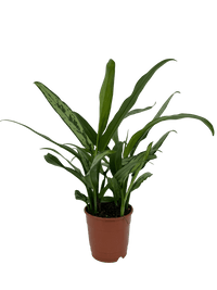 עציץ מגדלים (חינם)