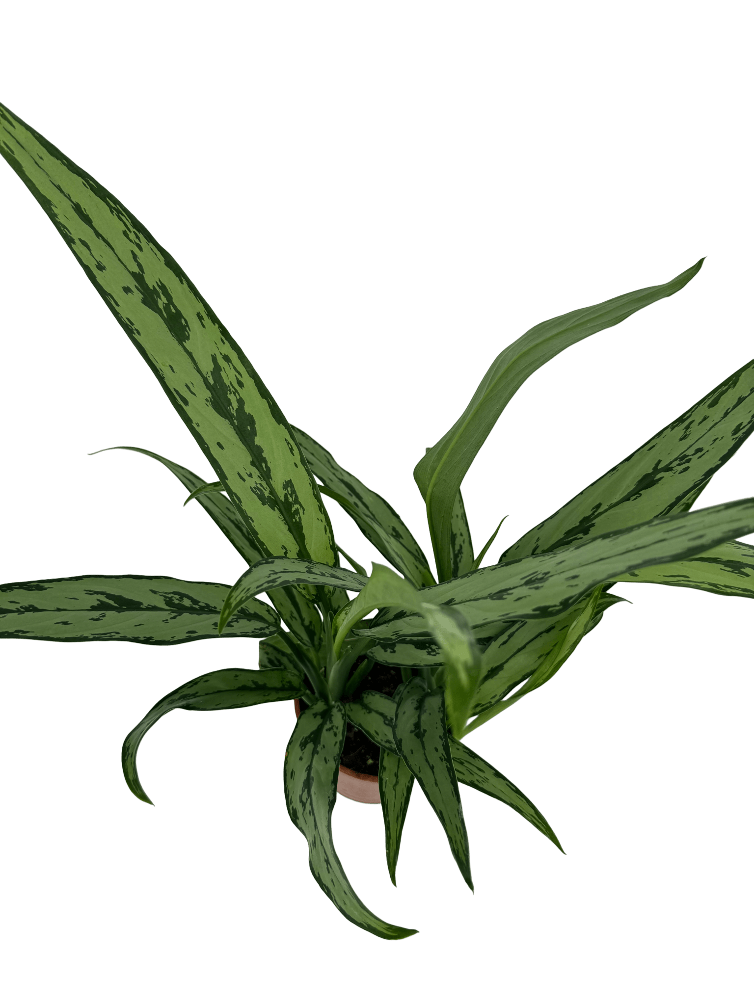 אגלונמה עלה צר - רוטין (ירוק במרפסת לשעבר)