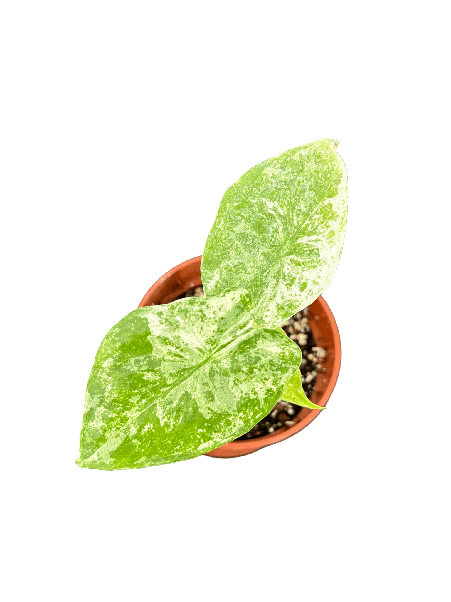 אלוקסיה אודורה קוטר 5 - רוטין (ירוק במרפסת לשעבר)