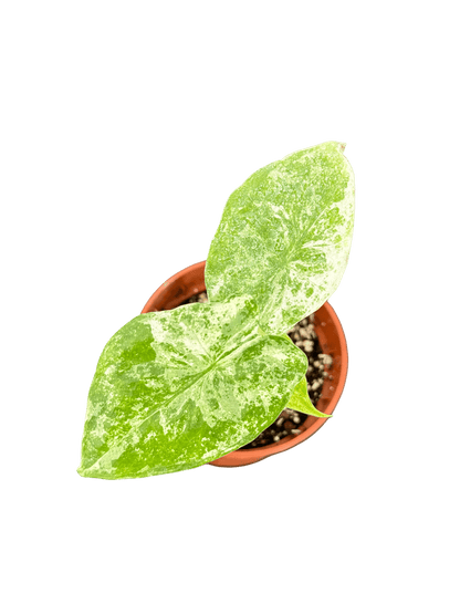 אלוקסיה אודורה קוטר 5 - רוטין (ירוק במרפסת לשעבר)