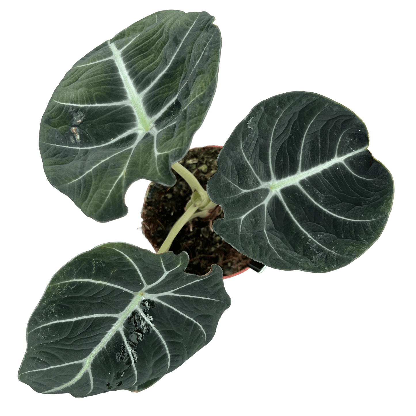 אלוקסיה בלק וולוט קוטר 12 - רוטין (ירוק במרפסת לשעבר)