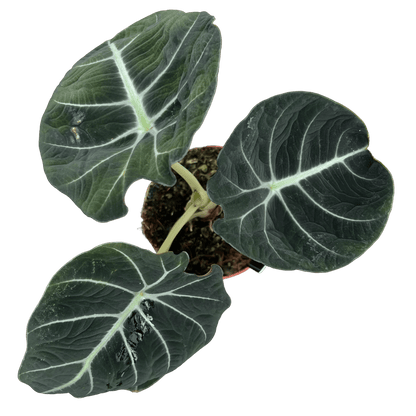 אלוקסיה בלק וולוט קוטר 12 - רוטין (ירוק במרפסת לשעבר)