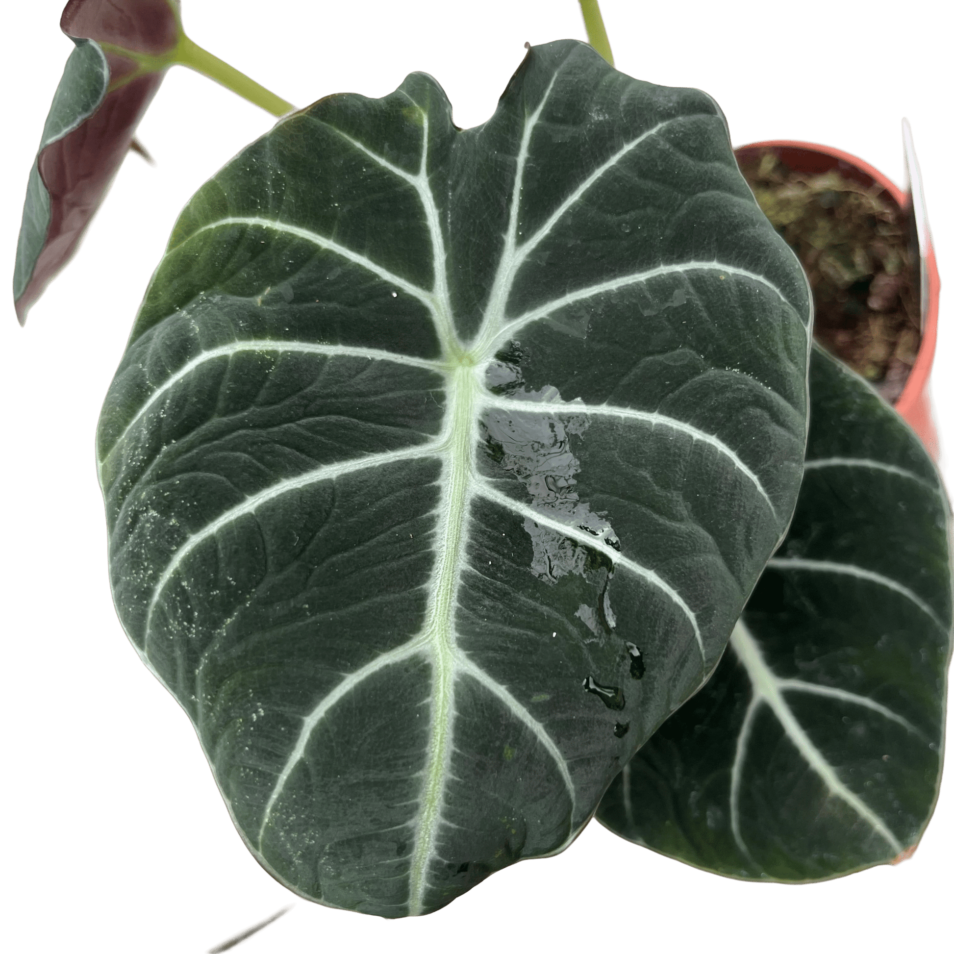 אלוקסיה בלק וולוט קוטר 12 - רוטין (ירוק במרפסת לשעבר)