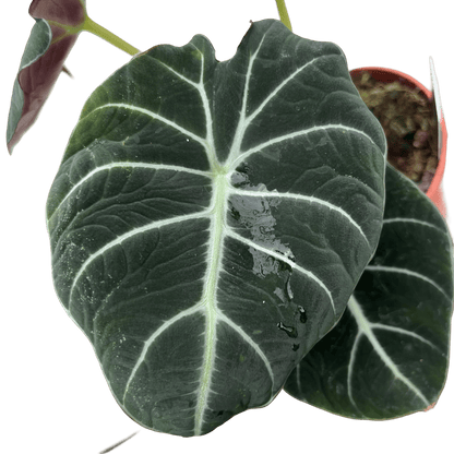 אלוקסיה בלק וולוט קוטר 12 - רוטין (ירוק במרפסת לשעבר)