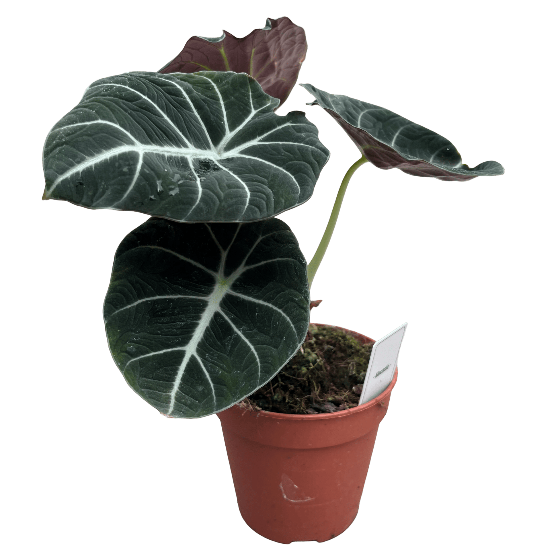 אלוקסיה בלק וולוט קוטר 12 - רוטין (ירוק במרפסת לשעבר)