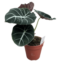 עציץ מגדלים (חינם)