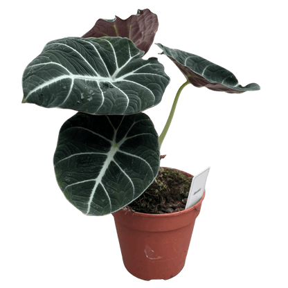 אלוקסיה בלק וולוט קוטר 12 - רוטין (ירוק במרפסת לשעבר)