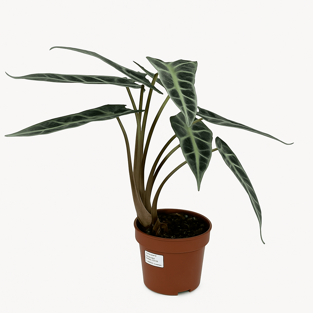 אלוקסיה במבינו - רוטין (ירוק במרפסת לשעבר)