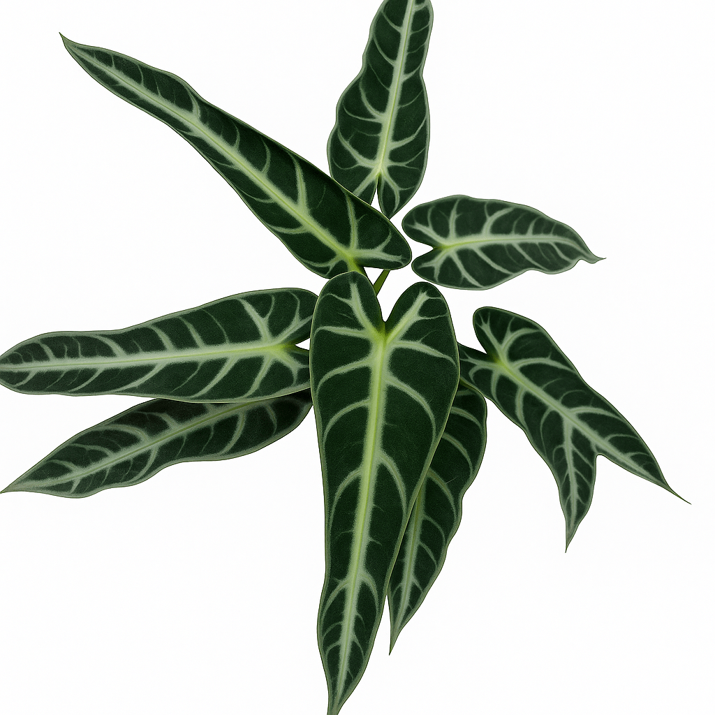 אלוקסיה במבינו - רוטין (ירוק במרפסת לשעבר)