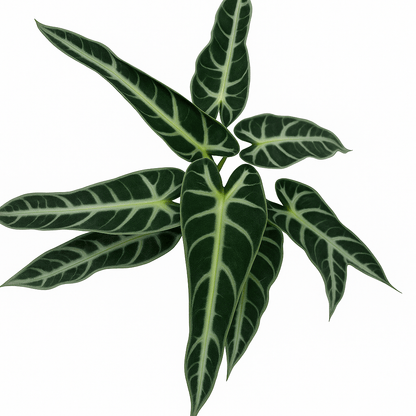 אלוקסיה במבינו - רוטין (ירוק במרפסת לשעבר)