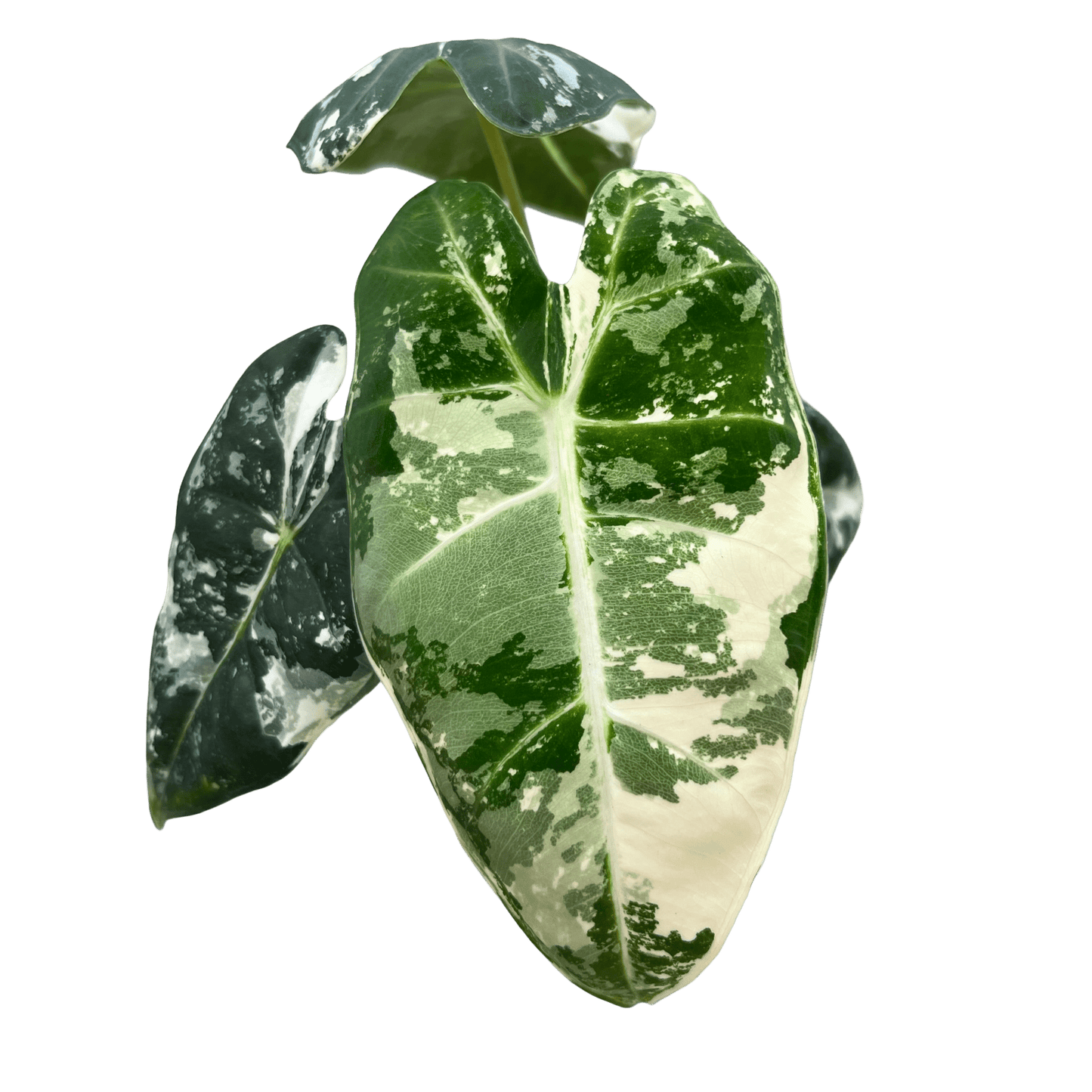 אלוקסיה פריידיק מגוונת - רוטין (ירוק במרפסת לשעבר)