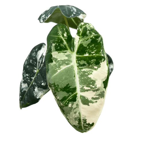 אלוקסיה פריידיק מגוונת - רוטין (ירוק במרפסת לשעבר)