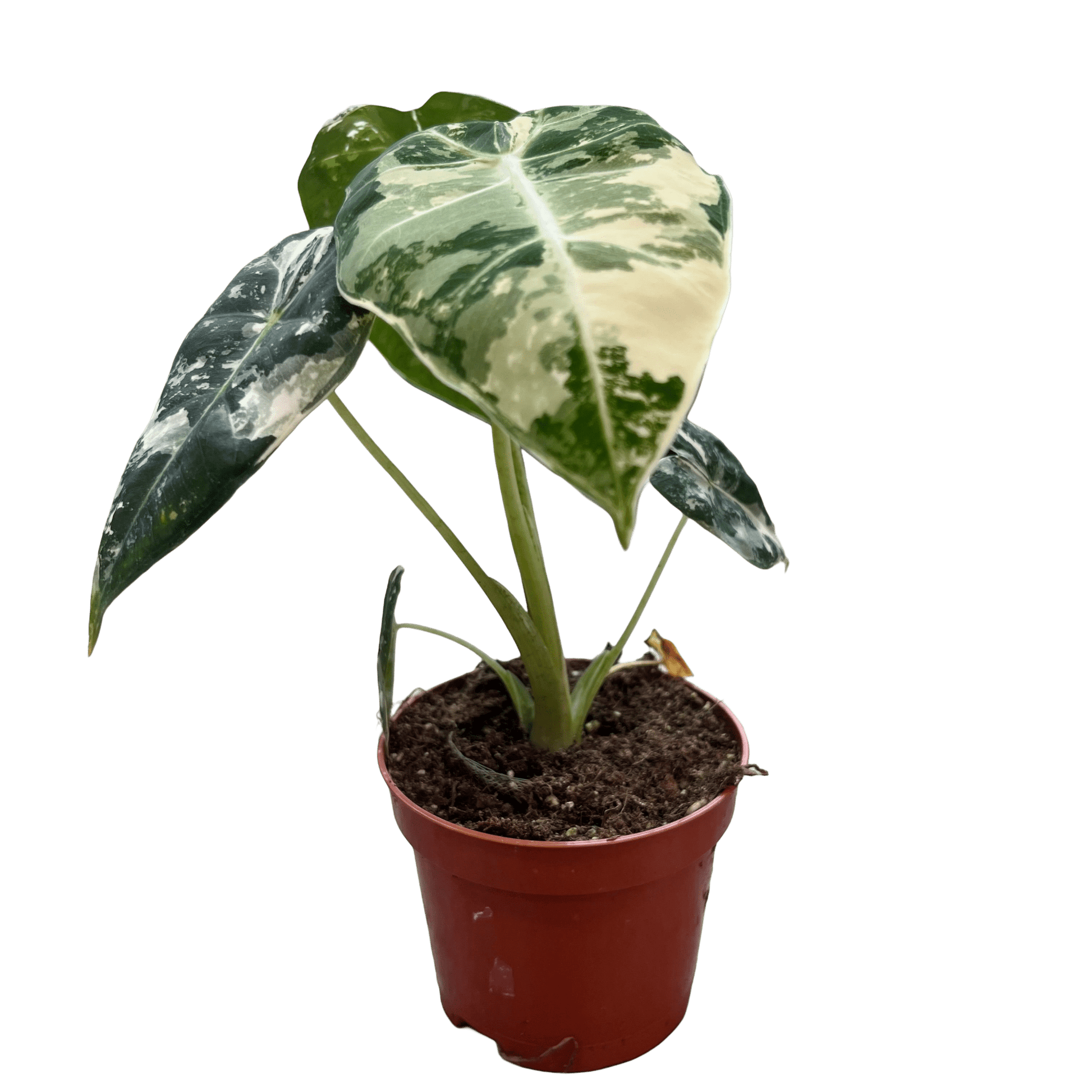 אלוקסיה פריידיק מגוונת - רוטין (ירוק במרפסת לשעבר)