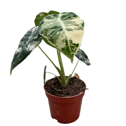 אלוקסיה פריידיק מגוונת - רוטין (ירוק במרפסת לשעבר)