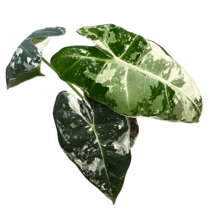 אלוקסיה פריידיק מגוונת - רוטין (ירוק במרפסת לשעבר)