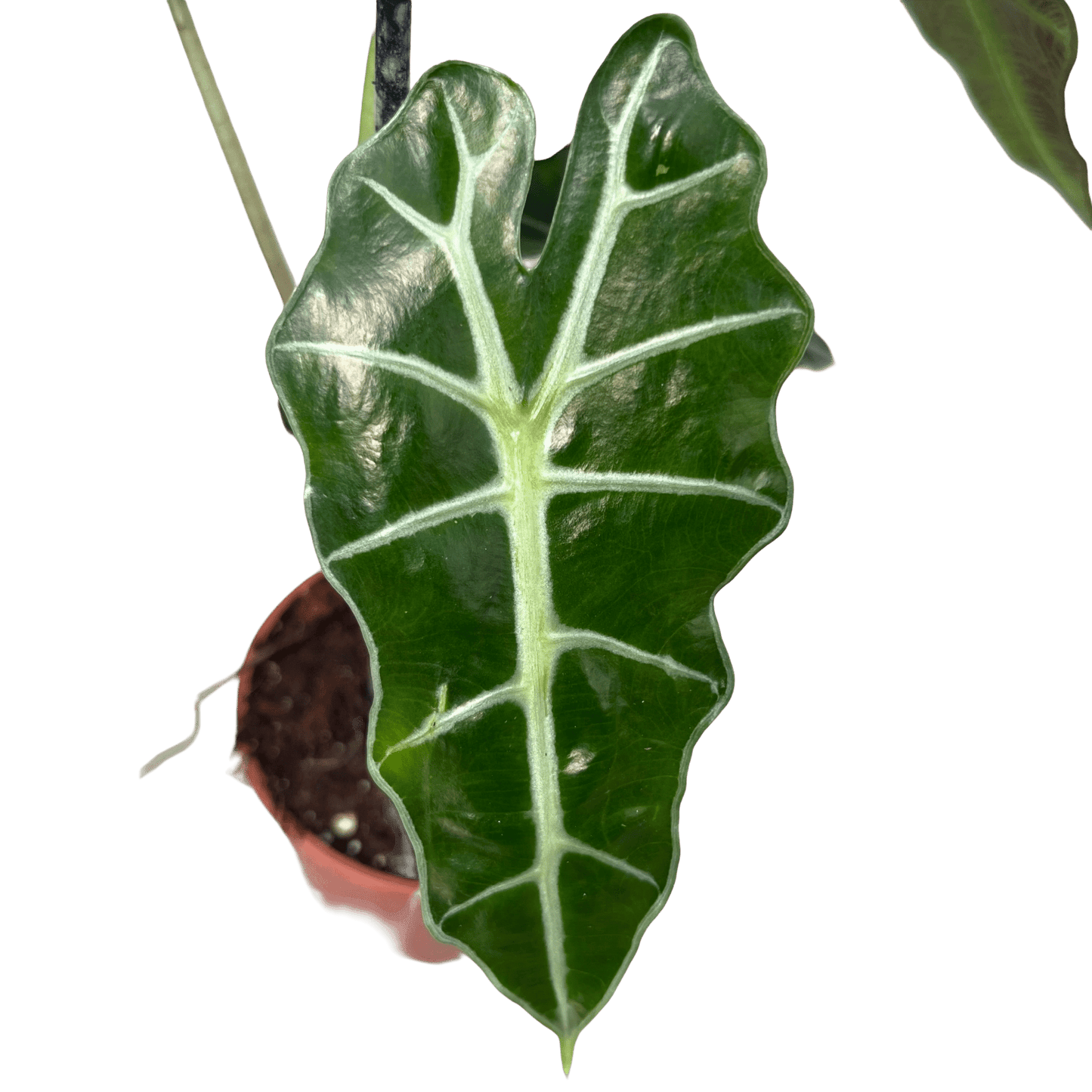 אלוקסיה פולי קוטר 12 - רוטין (ירוק במרפסת לשעבר)