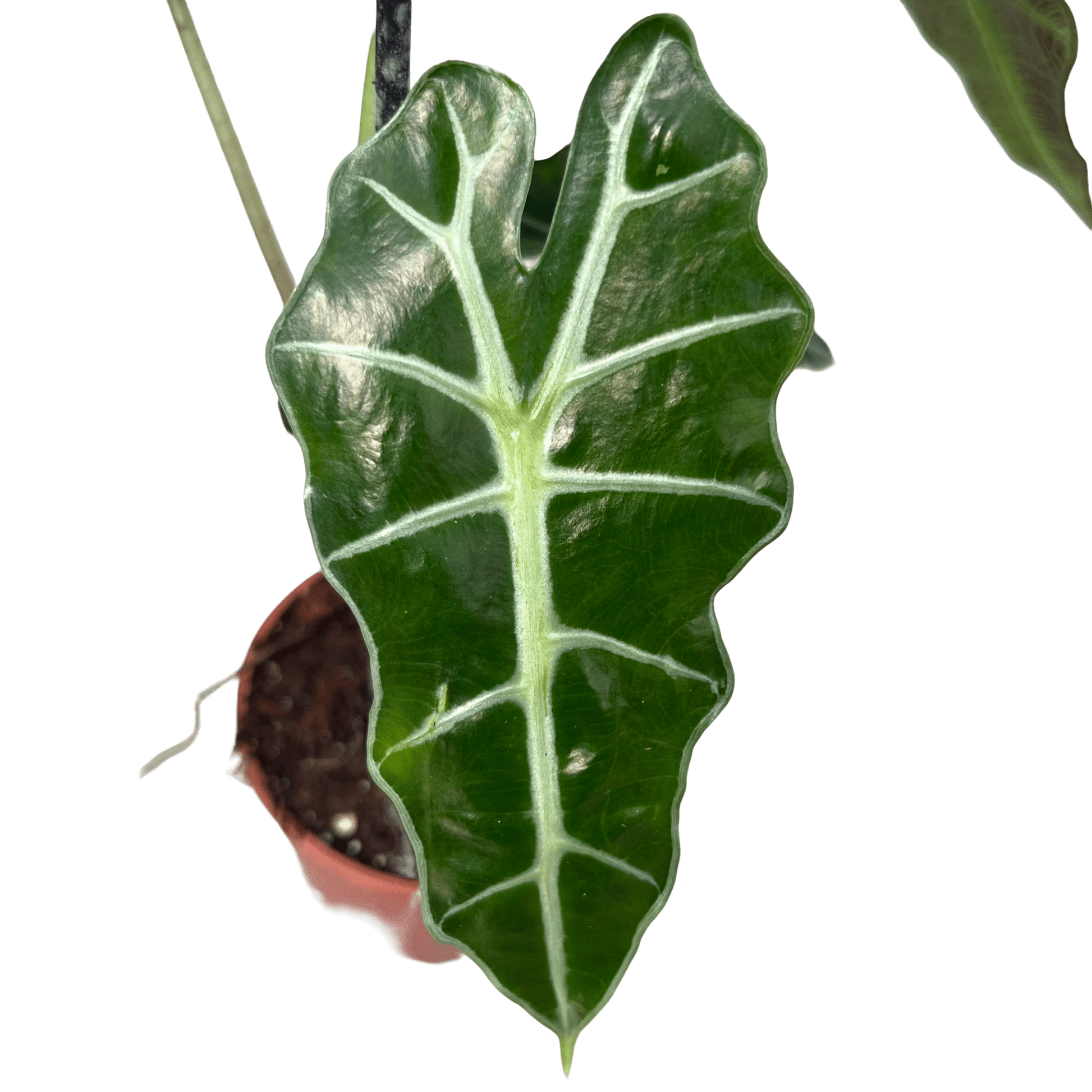 אלוקסיה פולי קוטר 12 - רוטין (ירוק במרפסת לשעבר)