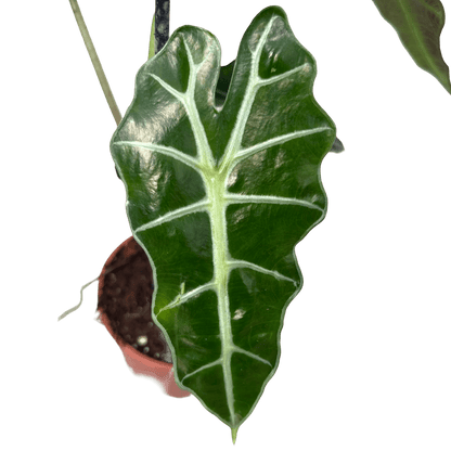 אלוקסיה פולי קוטר 12 - רוטין (ירוק במרפסת לשעבר)