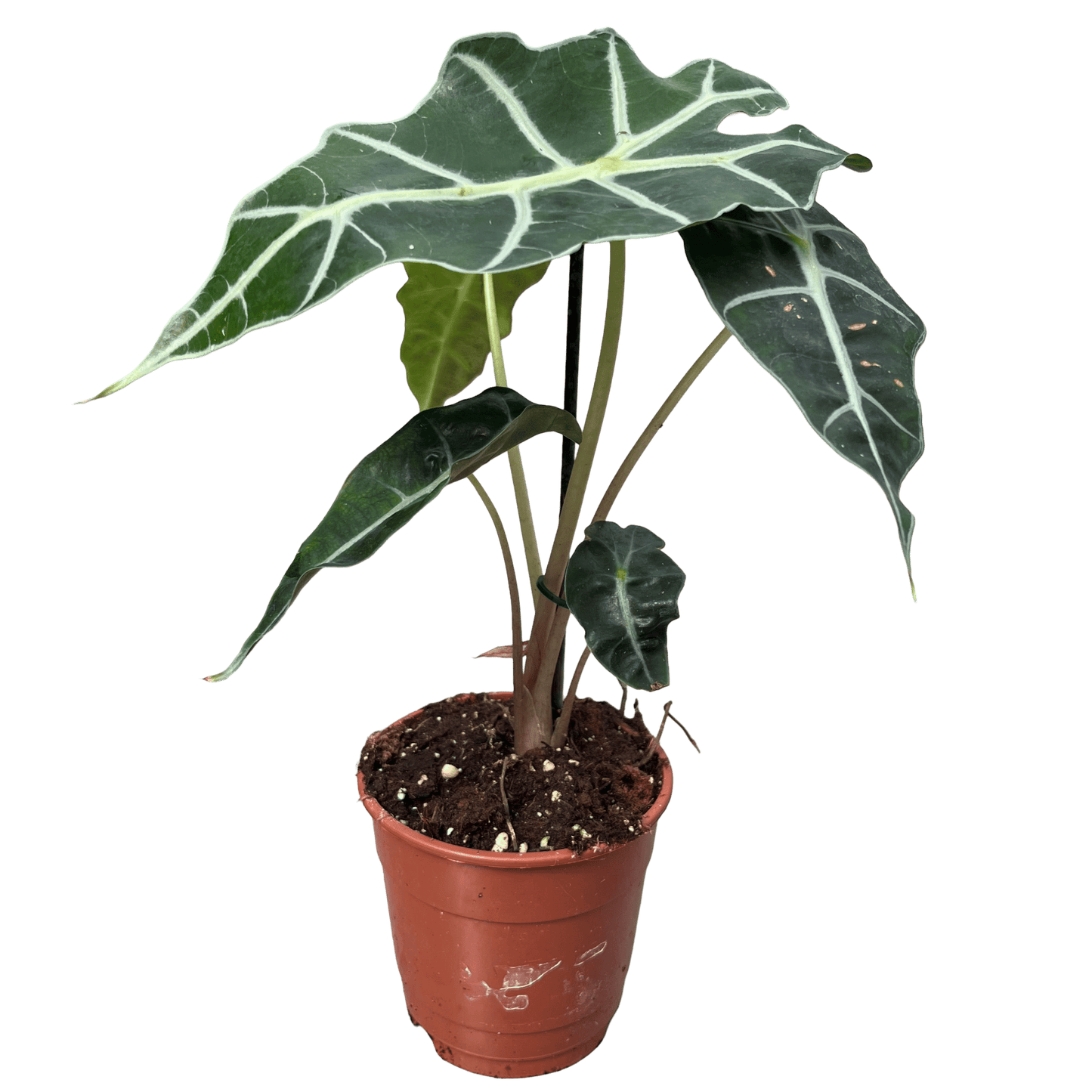 אלוקסיה פולי קוטר 12