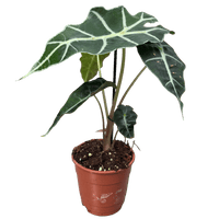 עציץ מגדלים (חינם)