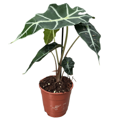 אלוקסיה פולי קוטר 12