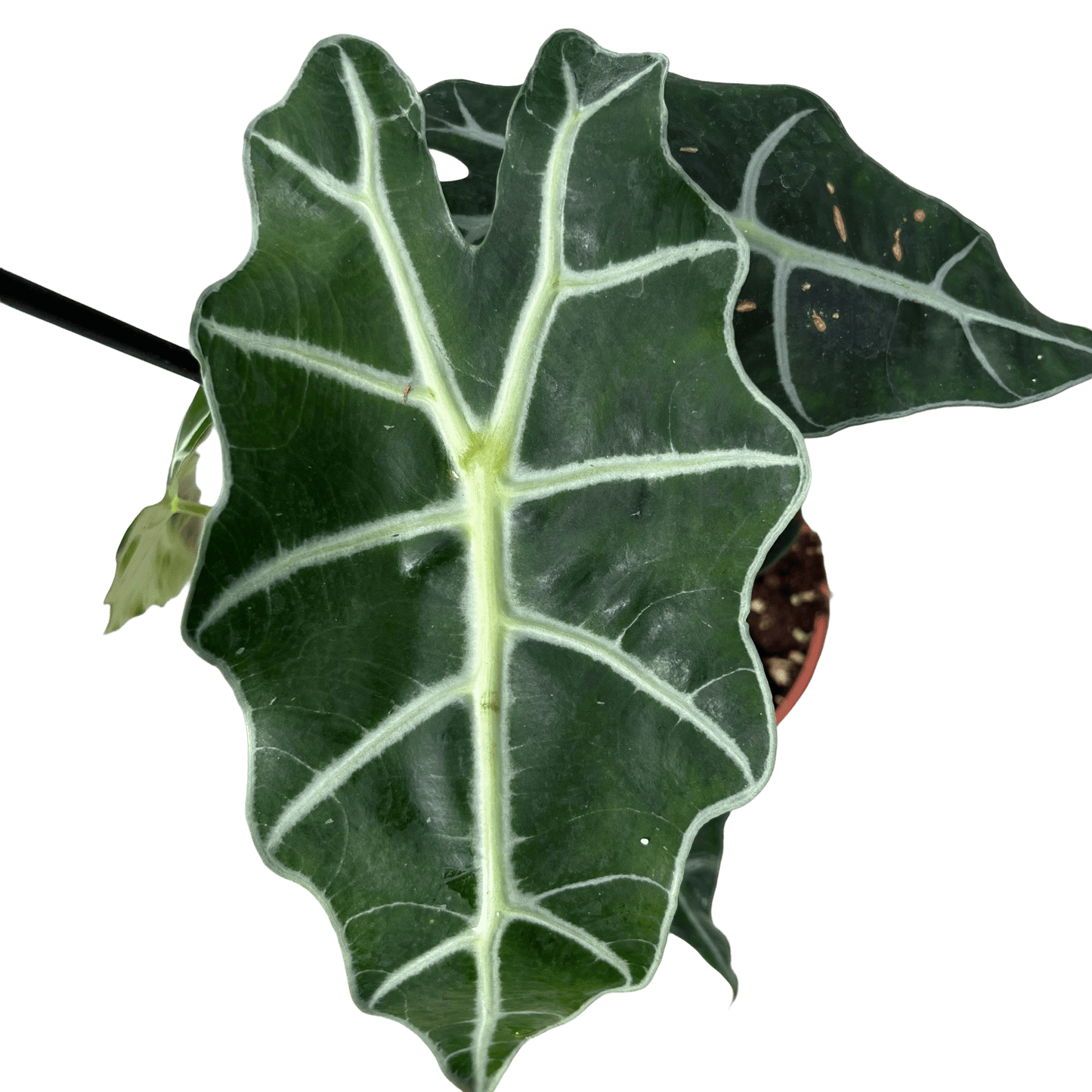 אלוקסיה פולי קוטר 12 - רוטין (ירוק במרפסת לשעבר)