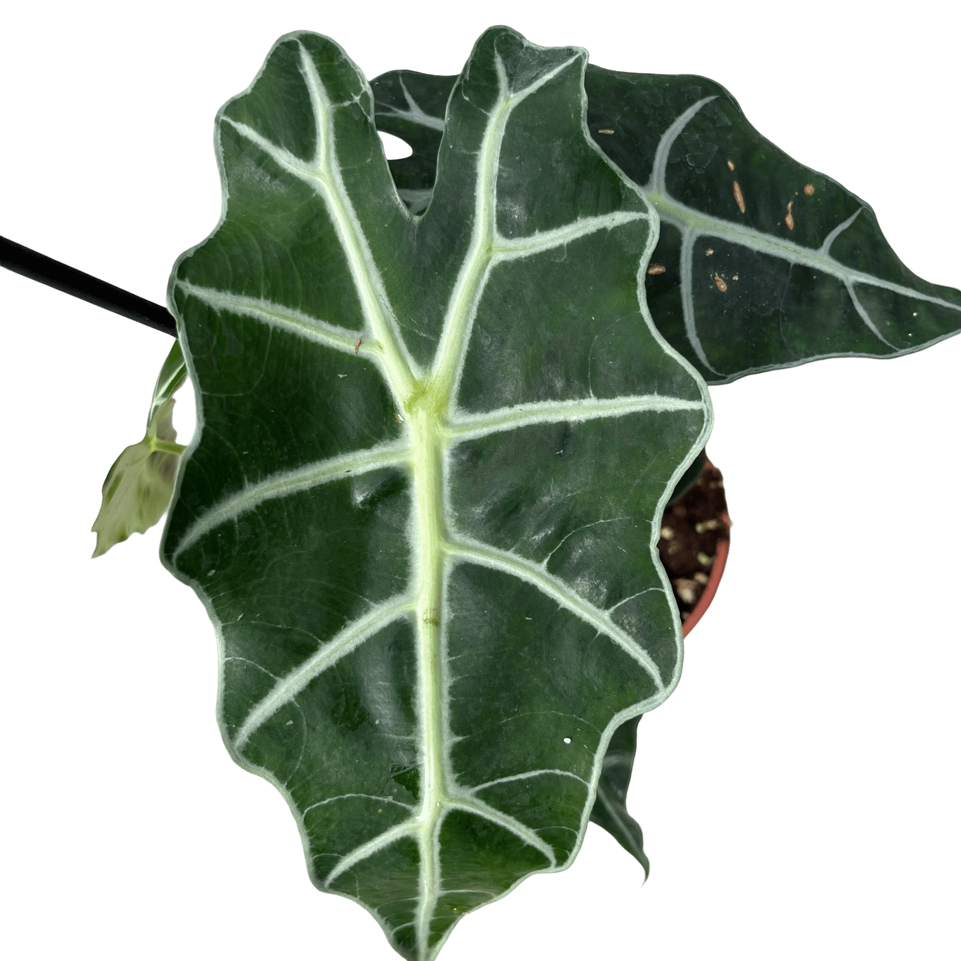 אלוקסיה פולי קוטר 12 - רוטין (ירוק במרפסת לשעבר)