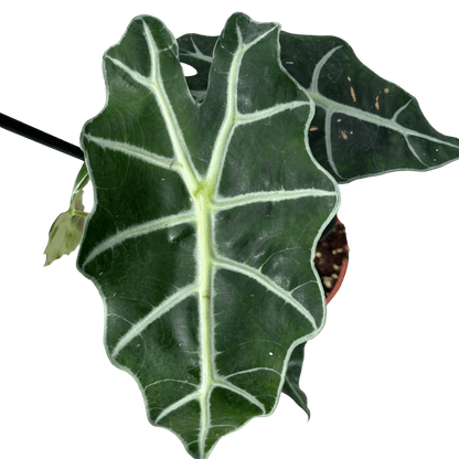 אלוקסיה פולי קוטר 12 - רוטין (ירוק במרפסת לשעבר)